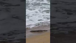 Captan un cocodrilo en playa Azul en Salagua