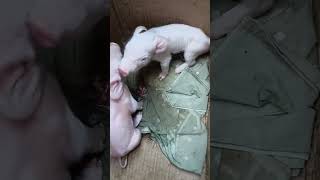 new born # piglets # gutom na # so cute # southern Philippines