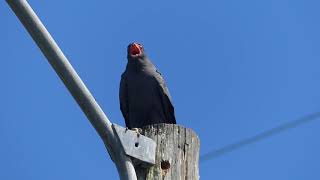 Snail Kite at  Brinson Park Pier,  St Cloud, FL 2