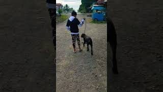 Cane Corso 4 months old Daily short walks..