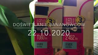 119.🌴🍌Doświetlanie LED roślin zimą (Bananowców)🍌22.10.2020🍌