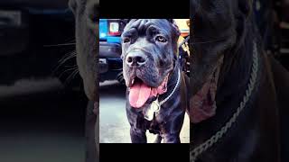 𝕮𝖆𝖓𝖊 𝕮𝖔𝖗𝖘𝖔 𝕭𝖆𝖖𝖎 @ 5.5 𝖒𝖔𝖓𝖙𝖍𝖘.. #canecorso #dog #guarddog #bandogs #doglover #aggressivedogbreed