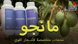 مانجو- منتجات متخصصة لأشجار اقوي   -  (Mugavero Fertilizer)