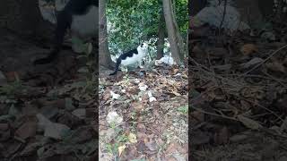 Cow cat hunting food