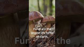 Fun Facts About Fungi - Mushrooms #shorts #mushroom #tiktok