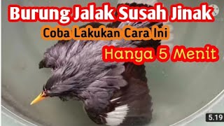 Burung Jalak Susah Jinak l Coba lakukan ini ll Hanya 5 menit @NengChilaChilatoz