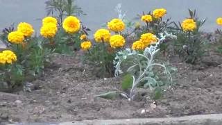 Flowerbed in the centre of the village / Цветник в центре поселка