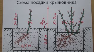 Схема посадки крыжовника