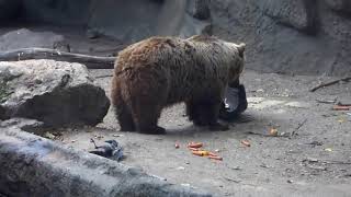 Bear Saving the Drowned Crow