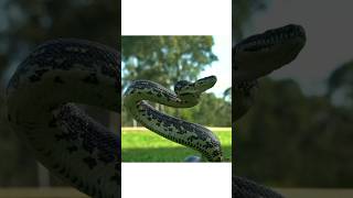 Dangerous Cobra Snake #cobra #snake #animals #wildlife #shorts #ytshorts