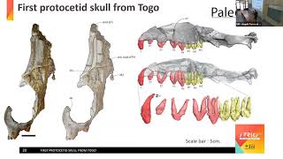 Special LabEx CeMEB seminar 2021 10 08: "Ecological and Evolutionary Research in Africa"