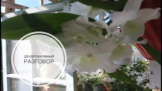 Дендробиумный разговор (Dendrobium nobile)