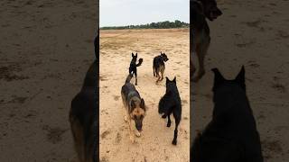 ￼ Sam Ke time ma Dog Ke Sath Masti || #germanshepherd #dog #shorts #viral