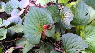 Daddy Longleg spider (Pholcidae) eating a worm