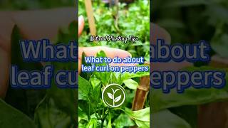 What to do about leaf curl on peppers #plants #shortvideo #youtubeshorts #garden #howto #farming