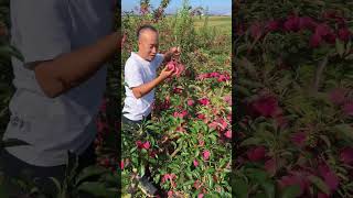 Amazing sweet crab apple fruit farm #fruit #fresh #crabapple #harvest