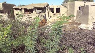 Floods in Sindh 2011 - Petarian Foundation relief work in Sanghar - 19