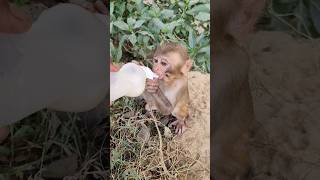 Dudu pita bandar ka bachcha 🍼🐵 #monkeyvideo #bandar #monkey 0687