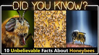 Honey Bee Facts: Bee-lieve It or Not! 10 Unbelievable Facts About Honeybees