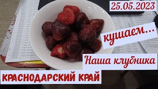 Краснодарский край. Кушаем нашу клубнику(25.05.2023)