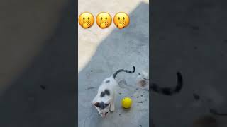 #kitty #kittycat #pets #funnyvideo #pets #petcat #funny #messi #angela