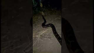 Python snake #trending #viral #youtube #newshort #youtubeshorts #new #sagar_sahu_0 sagar sahu #new