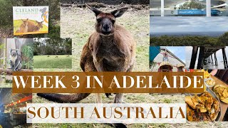 Week 3 in Adelaide South Australia | Cleland Wildlife Park | Henley Beach | Bunnings | Foodtrip | 4K