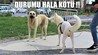 DURUMU ÇOK CİTTİ LÜTFEN DUA EDİN ( Gençlik Hastalığına Yakalanan White Dua bekliyor )