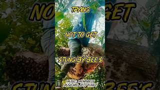 Getting Honey From a Tree!!! #Honeybees #Bees￼ #beesarecool