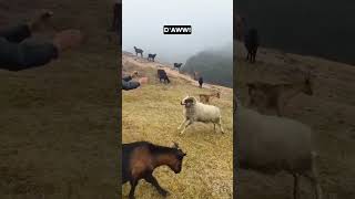 My Commentary on a Ram Getting Teased! 😂 Funny Animal Reactions!