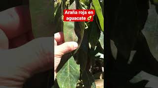 Daños causados por araña roja en el cultivo de aguacate 🥑