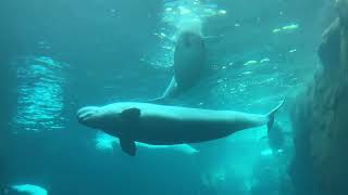 Georgia Aquarium Belugas 2022