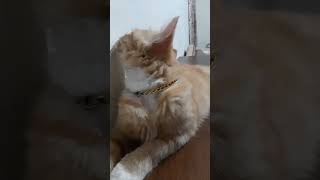 #kucing lucu ikoi namanya!!Lagi tiduran di meja#