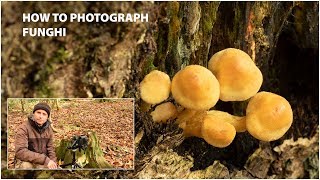 How to photograph fungi