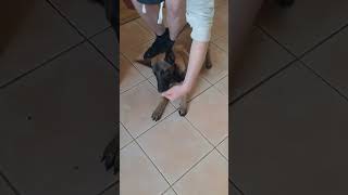 Belgian Malinois fast tricks! 👊🐕