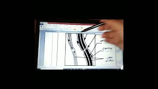 خاص للسنة 2ع ت: تذكير بمكتسبات حول التحكم العصبي