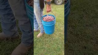 Bucket full of purple hull peas