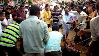 Buffalo balli bangaru mayisama