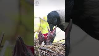 The man fed the family of crows for 4 years, and one day the birds thanked him