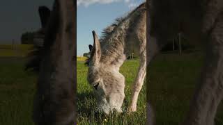 Amazing facts about Donkey🐴 #facts #amazingfacts #donkey #shorts