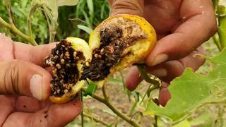 brinjal vegetable plant care  | how to care brinjal plant properly | brinjal plant diseases