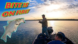 Hybrids on deck!! Morning Bite on Lake Waco