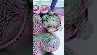 Satisfying Succulent Diy #106