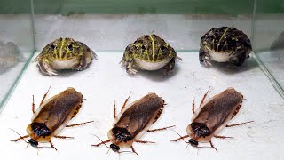 BullFrog and Dubia Roaches