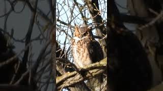 Sleepy Owl 🦉💤#naturelovers #raptorlovers #birdsofprey #owls #greathornedowl #owl 4-24-24