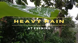 Heavy Rain at Evening | Cool and Calm Suitable For Sleeping and Meditation