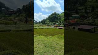 Wisata Sawah Sumber Gempong #shortvideo #shorts #jusszriders