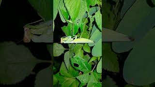 [자막] 넓적배사마귀 ハラビロカマキリ Praying Mantis