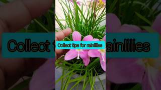 Collect tips for rain lilies #rainyseasonflower #rainlily #shots