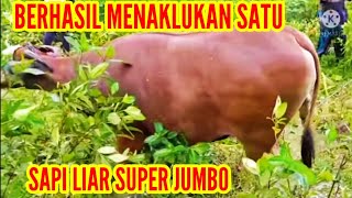 berburu sapi liar jumbo di hutan sawit sulawesi